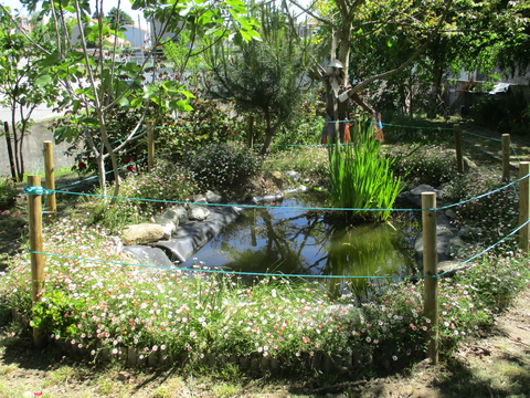 O nosso lago está lindo com o canteiro cheio de malmequeres silvestres. Está lindo.